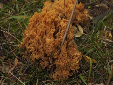 Ormanda sarı mantar