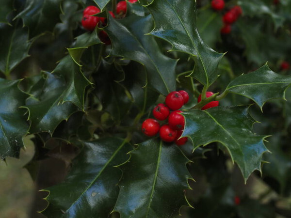 portrait of a holly plant