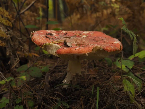 森林里红白相间的蘑菇 — 图库照片