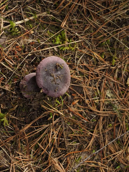 Fungo Viola Nella Foresta — Foto Stock
