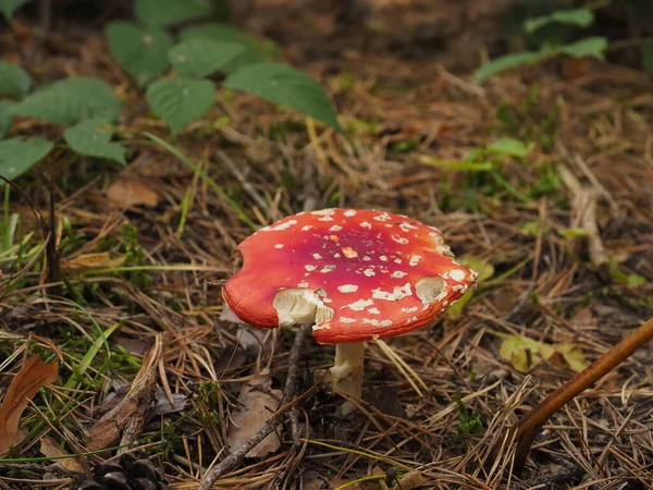 Cogumelo Vermelho Branco Floresta — Fotografia de Stock