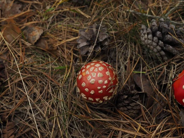 Roter Und Weißer Pilz Wald — Stockfoto