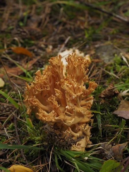 Yellow Mushroom Forest — Stock Photo, Image