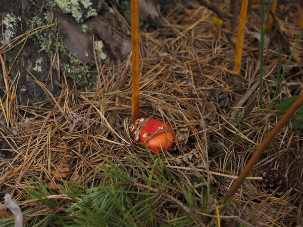 Roter Und Weißer Pilz Wald — Stockfoto