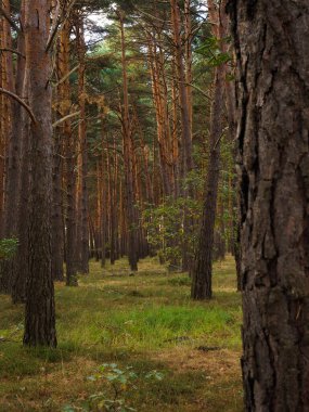 Burgos 'taki çam ağaçları ormanı