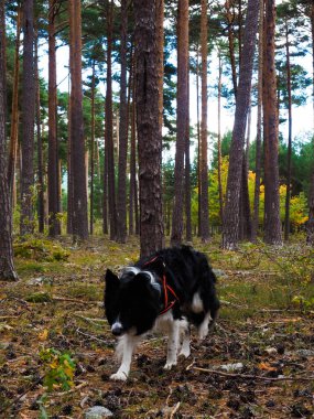 Çam ormanında çoban köpeği sınırında