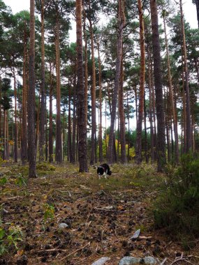 Çam ormanında çoban köpeği sınırında