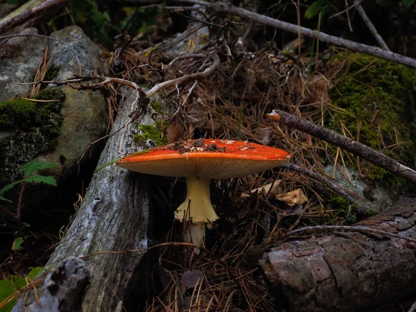 Fungo Rosso Bianco Nel Bosco — Foto Stock