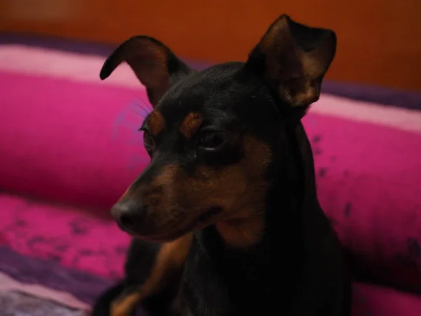 Retrato Pequeño Pinscher — Foto de Stock