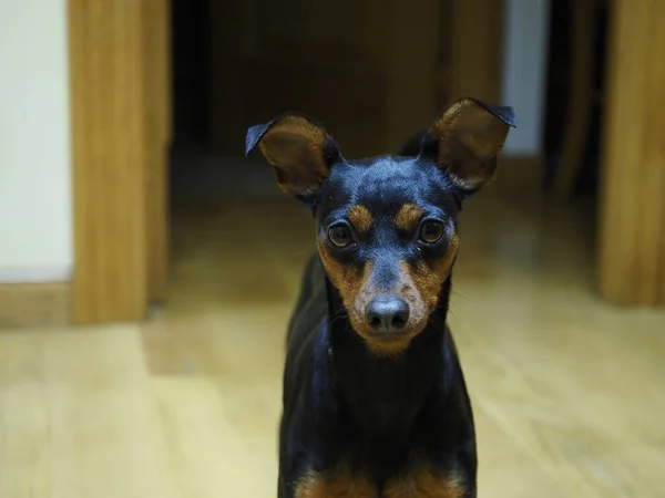 Πορτρέτο Ενός Μικρού Pinscher — Φωτογραφία Αρχείου