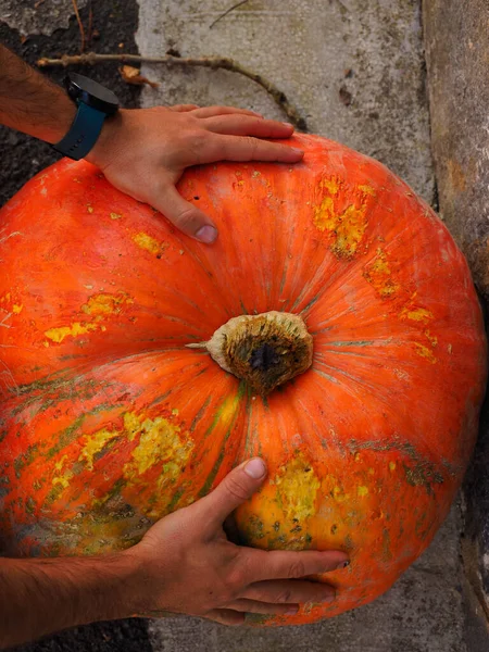 Hände Eines Mannes Mit Einem Großen Halloween Kürbis — Stockfoto