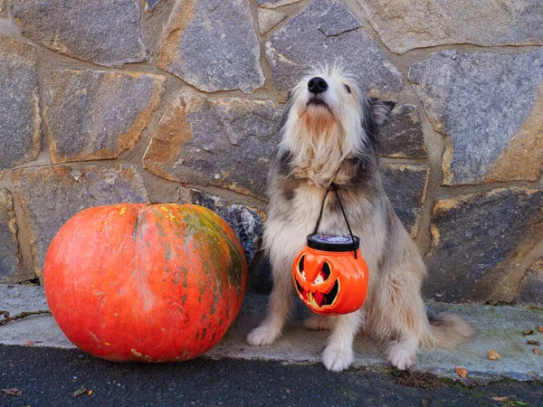 Abóbora Halloween Com Uma Caixa Abóbora Halloween — Fotografia de Stock