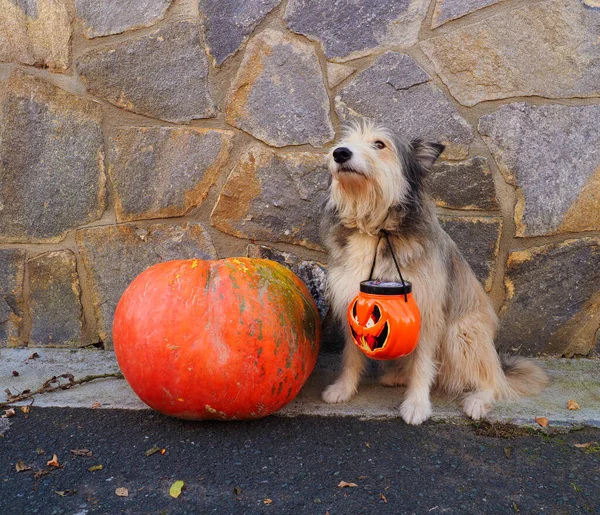 little dog with a big halloween pumpkin