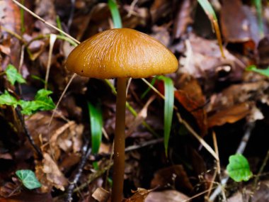 Sonbaharda dağlarda mantar