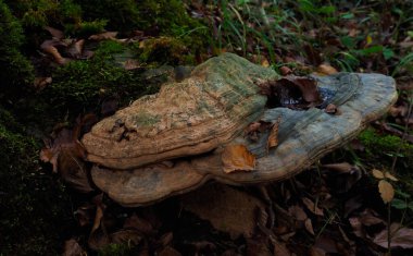 Ormanda kahverengi ağaç mantarı