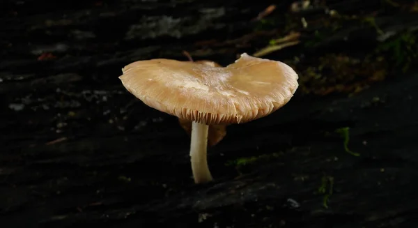 Cogumelo Nas Montanhas Outono — Fotografia de Stock