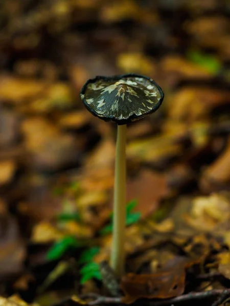 Cogumelo Nas Montanhas Outono — Fotografia de Stock