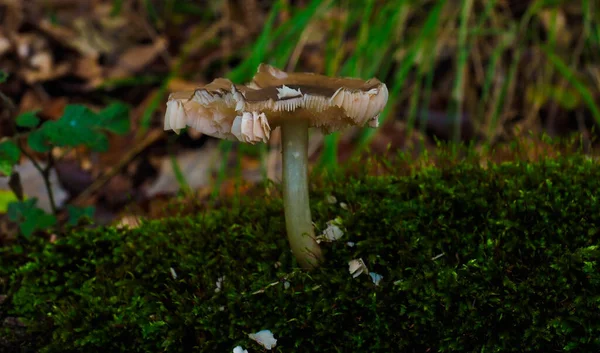 Cogumelo Nas Montanhas Outono — Fotografia de Stock