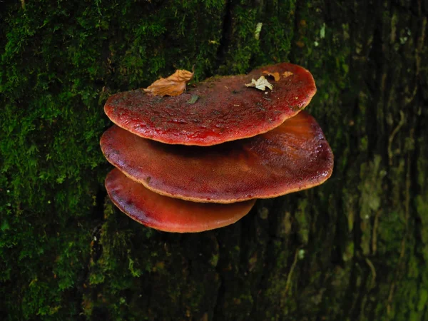 Cogumelo Árvore Vermelha Floresta — Fotografia de Stock