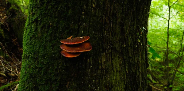 Fungo Rosso Sulla Foresta — Foto Stock