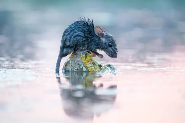 Wet Rat is sitting of statue of lord ganesha to save it\'s life.