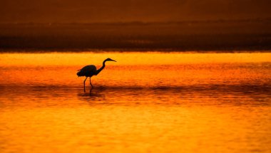Chilika Gölü 'ndeki Great Blue Heron Silhouette, Odisha Hindistan..