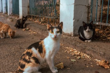 Şehirde başıboş aç kedi sürüsü. Bir sürü evsiz, pis kedi yürür ve sarı gözlü, kırmızı-beyaz melez köpek gibi görünür.