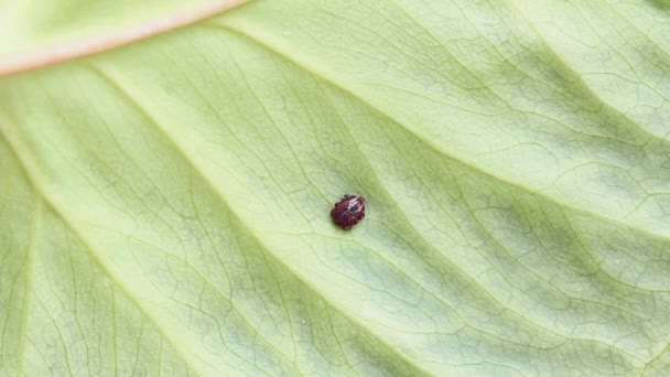 脳炎のダニは森の中の葉に忍び寄る。危険な噛み虫ダニ寄生虫。感染症キャリア、イキソードリシヌス — ストック動画