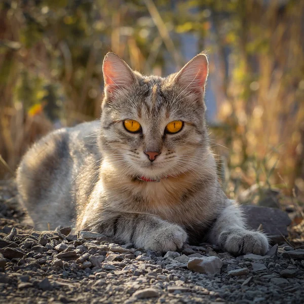 Wild gray tabby cat with bright orange eyes lies outdoors. Square photo, instagram format — Stock Photo, Image