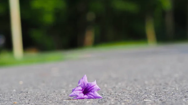 Nærbillede Blomst Lilla Gulvet Makro Blade Blomster - Stock-foto