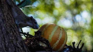 Bulanık arka planda yeşil ağaçların arasında bir sincap..