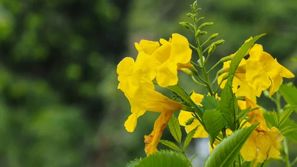 Close Yellow Flowers Tecoma Stans Yellow Bell Ornamental Africa Hierbas —  Fotos de Stock