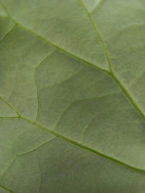 yakın çekim çizgileri yeşil nilüfer yaprağı, arka plan dokusu ile.