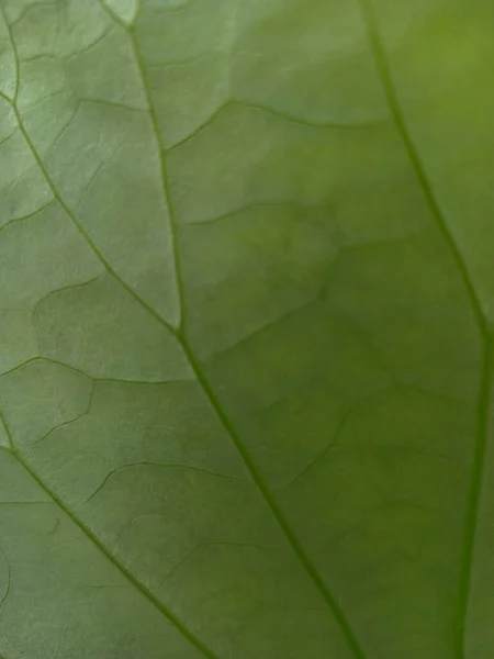 Bliska Paski Zielony Liść Lotosu Teksturą Tła — Zdjęcie stockowe