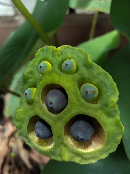 Yakın plan Kutsal Nilüfer (Nelumbo nucifera Gaertn) Nilüfer tohumları, Tayland 'da, bulanık arka planda, nilüfer tohumları.