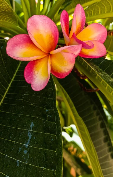 Красные Цветы Plumeria Frangipani Капельками Воды Зеленом Фоне Листьев Фокус — стоковое фото