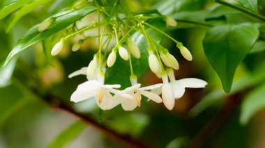 Beyaz çiçeklerin soyut bulanık arkaplanı, Wrightia religiosa - Su damlacıkları ile Vahşi Su Eriği, renkli doğa arka planı, parlak güneş ışığı, metin için boşluk.