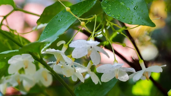 Astratto Sfondo Sfocato Fiori Bianchi Wrightia Religiosa Prugna Selvatica Con — Foto Stock