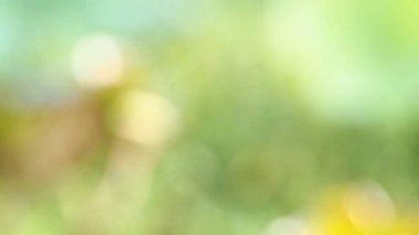 Bulanık renkli doğa soyut arkaplan, odak dokusu dışında. Bokeh ve güneş ışığıyla.