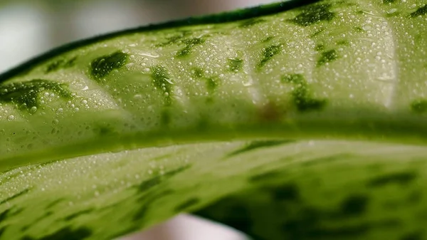 Abstrakcyjne Zielone Tło Liści Kropelkami Wody Nieostre — Zdjęcie stockowe