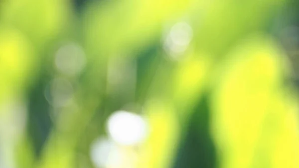Bulanık yeşil ve sarı soyut arkaplan, odak dokusu dışında. Bokeh ve güneş ışığıyla.