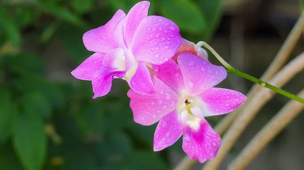 Close Flores Roxas Orquídeas Orchidaceae Com Gotas Água Fundo Borrado — Fotografia de Stock