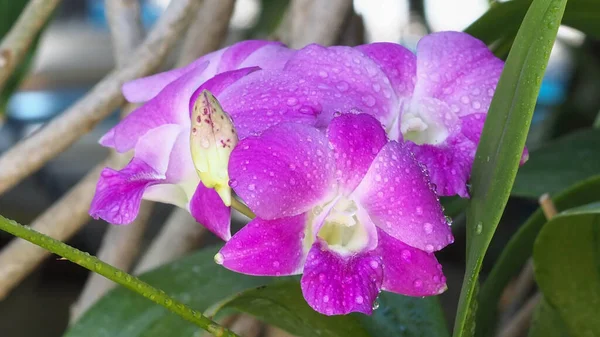 Primer Plano Flores Moradas Orquídeas Orchidaceae Con Gotitas Agua Fondo — Foto de Stock