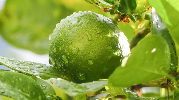 Dala yakın güzel yeşil limonlar (limonlar), yağmur damlacıkları ve yeşil yapraklar üzerine parlak güneş ışığı, bulanık arkaplan dokusu, makro.