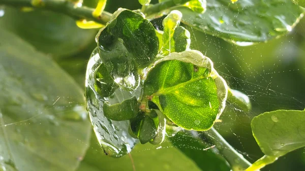 Zbliżenie Liści Cytryny Niewyraźne Zielone Tło Skup Się Liściach Cytryny — Zdjęcie stockowe