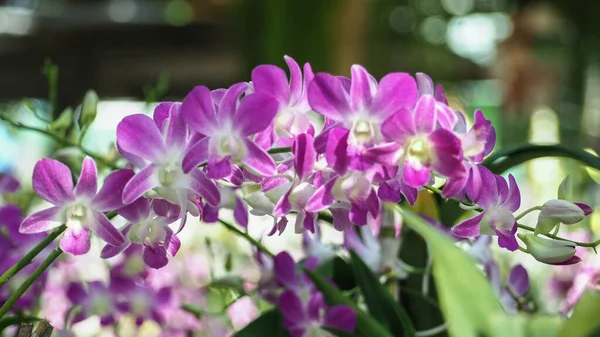 Close Belas Orquídeas Brancas Roxas Dendrobium Fundo Brilhante Orchid Farm — Fotografia de Stock