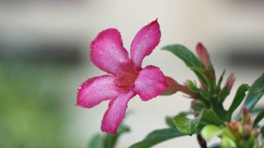 Pembe adenyum (Adenyum obesum, Nerium obesum forssk, apocynaceae, Impala zambağı, pembe bigonnia) bulanık yeşil yapraklı ve arka planlı çiçek.
