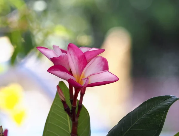 Flores Vermelhas Plumeria Frangipani Fundo Natural Bokeh Flor Spa Nonthaburi — Fotografia de Stock