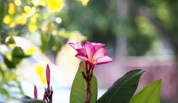 Flores Vermelhas Plumeria Frangipani Fundo Natural Bokeh Flor Spa Nonthaburi — Fotografia de Stock