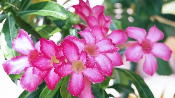 Bellissimo Fiore Rosa Adenium Obesum Fiore Che Sboccia Sull Albero — Foto Stock